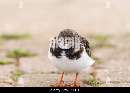 Stehender Ruddy Turnstone (Arenaria Interpres) in Leigh on Sea, Essex Stockfoto