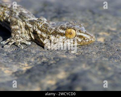 Ostkanarischer Gecko, Wall Gecko Tarentola angustimentalis, auf Stein, Kanarische Inseln, Fuerteventura. Stockfoto