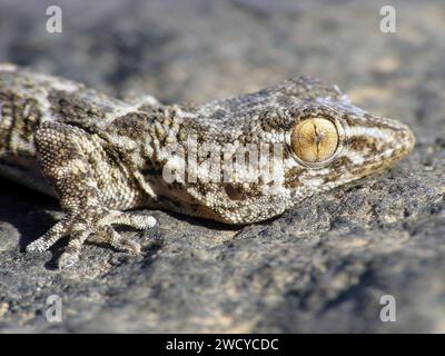 Ostkanarischer Gecko, Wall Gecko Tarentola angustimentalis, auf Stein, Kanarische Inseln, Fuerteventura. Stockfoto