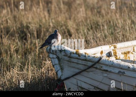 Holztaube (Columba palumbus), die auf dem Bug eines Bootes in Leigh on Sea, Essex, thronte Stockfoto