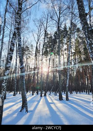 Wunderschöne Winterlandschaft mit Sonnenuntergang in einem Winterpark mit Kiefern und Birken Stockfoto
