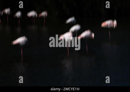 Zusammenfassung der Flamingos Camargue Stockfoto