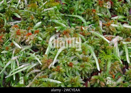 Plagiothecium undulatum (welliges Baumwoll-Moos) ist hier unter Sphagnum-Moos zu sehen. Sie kommt in saurem Boden sowie auf Holz und Felsen vor. Stockfoto