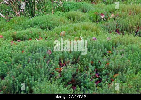 Die Moosgemeinde Polytrichum wächst typischerweise in Mooren, Feuchtheiden und entlang von Waldbächen. Sie kommt in gemäßigten und borealen Breiten vor. Stockfoto