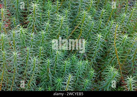 Die Moosgemeinde Polytrichum wächst typischerweise in Mooren, Feuchtheiden und entlang von Waldbächen. Sie kommt in gemäßigten und borealen Breiten vor. Stockfoto