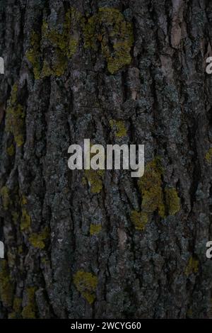 Moos am Baum, bekannt als grüne Asche oder rote Asche (Fraxinus pennsylvanica) Stockfoto