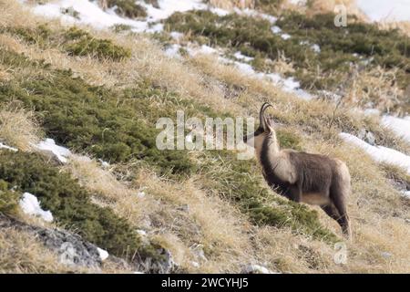 Apennin-Gämse (Rupicapra pyrenaica ornata) in den Sibillini-Bergen in Italien. Stockfoto