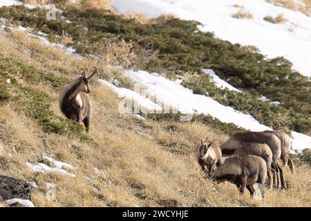 Apennin-Gämse (Rupicapra pyrenaica ornata) in den Sibillini-Bergen in Italien. Stockfoto