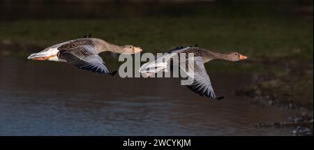 Graugänse (Anser anser) fliegen zusammen Stockfoto