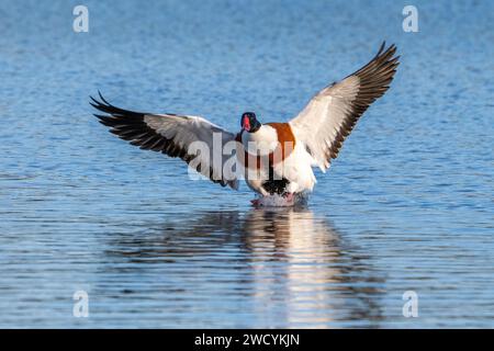 Gewöhnliche Schutzente (Tadorna tadorna), die auf dem Wasser landet Stockfoto