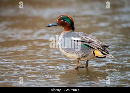 Grün geflügeltes Teal (Anas crecca) auf Eis Stockfoto