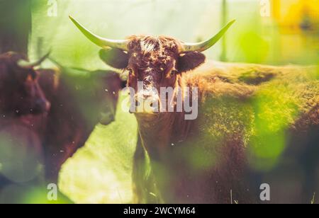 Rote Salers Kühe, die durch beleuchtetes Laub beobachtet werden, eine echte kreative traditionelle Fotografie von Rindern Stockfoto