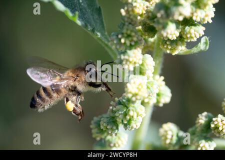 09.09.2023, Berlin, DE - Honigbiene im Anflug auf die Blueten des Spitzkletten-Rispenkrauts. Anflug, APIs, APIs mellifera, aussen, Aussenaufnahme, Berlin, Bestaeuber, Biene, Biologie, Bluehen, Bluehend, Bluete, Blueten, Blaustand, Botanik, botanisch, Close-up, deutsch, Deutschland, Europa, europaeisch, Fauna, Fliegen, Flora, Flug, Gewaechs, Honigbiene, Insekt, IVA xanthiifolia, Jahreszeit, Makro, Makroaufnahme, nah, Nahaufnahme, Natur, niemand, Pflanze, Pflanzenwelt, Pollen, Pollenhoeschen, QF, Querformat, Rispenkraut, Sommer, Spitzkletten-Rispenkraut, Tier, Tierreich, Tierwelt, Westeuropa Stockfoto