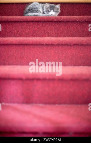 Kätzchen, die auf der Treppe schlafen Stockfoto