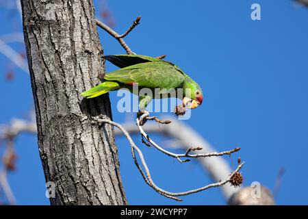 Roter Papagei, der in einem Süßgummibaum isst Stockfoto