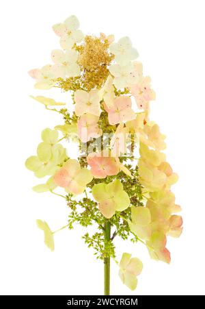 Oakleaf-Hortensie isoliert auf weißem Hintergrund, Hydrangea quercifolia Stockfoto