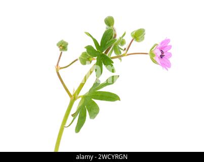 Kleine Geranium isoliert auf weißem Hintergrund, Geranium pusillum Stockfoto