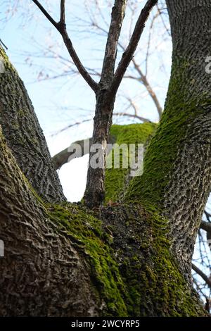 Moos auf einem Baum, bekannt als bemalter Ahorn oder Mono-Ahorn (Acer pictum subsp. Mono) Stockfoto