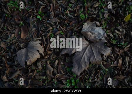 Gefallene Blätter von London Flugzeug oder London Platane Baum (Platanus x acerifolia, Platanus x hispanica). Herbstszene mit gefallenen Blättern und Gras. Stockfoto