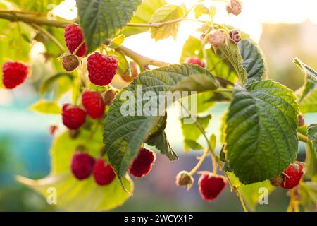 Reife Himbeeren im sonnigen Sommergarten Stockfoto