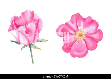 Set von zwei rosa Hunderosen Blumen isoliert auf weißem Hintergrund. Handgezeichnete Illustration mit Aquarell. Stockfoto