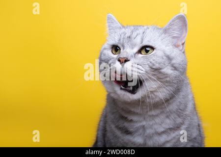 Tabby britische Kurzhaarkatze auf gelbem Hintergrund mit ausgezogener Zunge Stockfoto