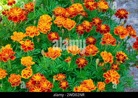 Hintergrund von orangen Blumen, Ringelblumen oder tagetes in einem Garten im Sommer Stockfoto