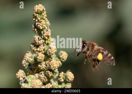 10.09.2023, Berlin, DE - Honigbiene im Anflug auf die Blueten des Spitzkletten-Rispenkrauts. Anflug, APIs, APIs mellifera, aussen, Aussenaufnahme, Berlin, Bestaeuber, Biene, Biologie, Bluehen, Bluehend, Bluete, Blueten, Blaustand, Botanik, botanisch, Close-up, deutsch, Deutschland, Europa, europaeisch, Fauna, Fliegen, Flora, Flug, Gewaechs, Honigbiene, Insekt, IVA xanthiifolia, Jahreszeit, Makro, Makroaufnahme, nah, Nahaufnahme, Natur, niemand, Pflanze, Pflanzenwelt, Pollen, Pollenhoeschen, QF, Querformat, Rispenkraut, Sommer, Spitzkletten-Rispenkraut, Tier, Tierreich, Tierwelt, Westeuropa Stockfoto