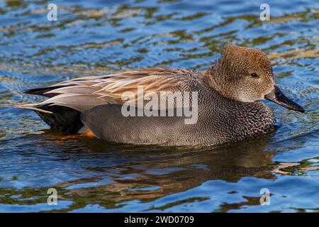 Ein wunderschöner Gadwall (männlich) an einem Wintermorgen. Die Männchen sind mit Grau, Braun und Schwarz verziert und haben einen ganz schwarzen Rücken. Stockfoto