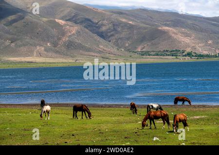 Pferde am Ufer des La Angostura Sees, El Mollar, Provinz Tucuman, Argentinien Stockfoto