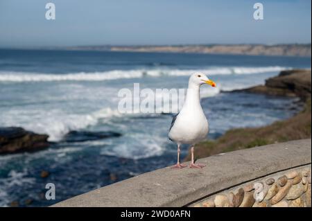 Möwe an einem Strand in Kalifornien Stockfoto