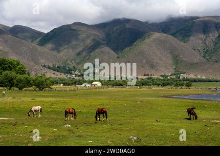 Pferde am Ufer des La Angostura Sees, El Mollar, Provinz Tucuman, Argentinien Stockfoto