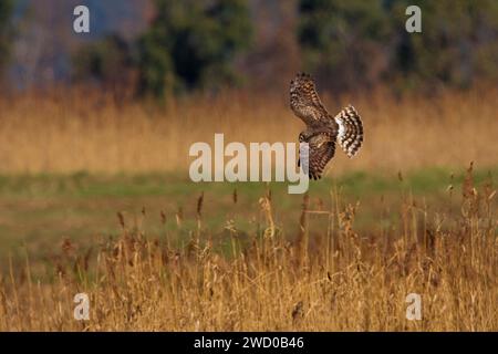 Henne harrier (Circus cyaneus), Weibchen, das über Schilf fliegt, Italien, Toskana Stockfoto