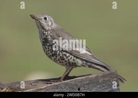 Nebeldrossel (Turdus viscivorus), auf einem Holzbalken, Seitenansicht Stockfoto