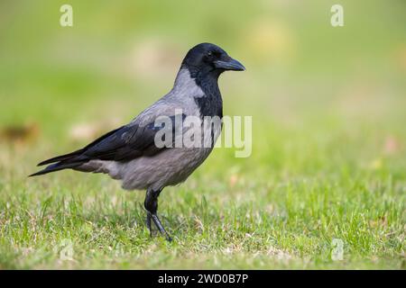 kapuzenkrähe, Verätzungskrähe, Kapuzenpullover (Corvus Corone cornix, Corvus cornix), stehend auf einer Wiese, Seitenansicht Stockfoto