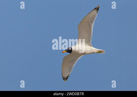 Große Schwarzkopfmöwe, Pallas-Möwe (Larus ichthyaetus, Ichthyaetus ichthyaetus), im Flug am blauen Himmel, Kuwait, Kuwait Stadt, Kuwait Stadt Stockfoto