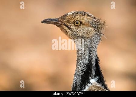 Houbara Trappe (Chlamydotis undulata fuertaventurae), Porträt, Seitenansicht, Kanarische Inseln, Fuerteventura Stockfoto