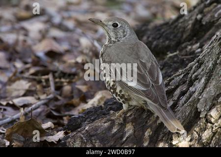 Misteldrossel (Turdus viscivorus), auf einer Baumwurzel thronend, Italien, Toskana Stockfoto