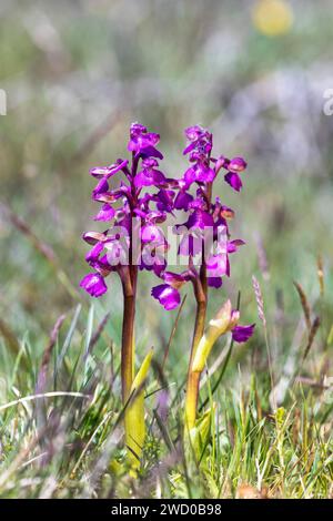 Grüngeflügelte Orchidee (Orchis morio, Anacamptis morio), zwei blühende Pflanzen im Stora Alvaret, Schweden, Oeland Stockfoto