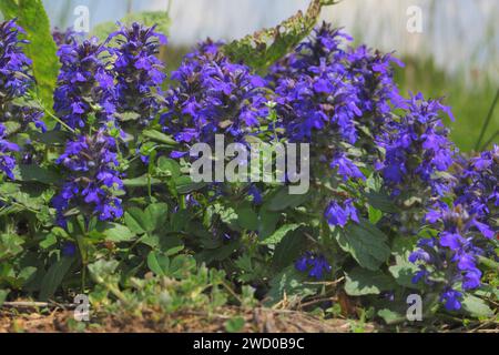 Bugleweed, Genfer Bugle, Alpin Bugleweed (Ajuga genevensis), blühend, Deutschland, Bayern Stockfoto