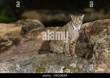 Iberischer Luchs (Lynx pardinus), sitzt auf einem Felsen in der Dunkelheit, Spanien, Andalusien, Andujar, Nationalpark Sierra de Andujar Stockfoto