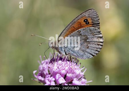 Schweizer Messingringlet (Erebia tyndarus), saugen Nektar an einer Blume, Seitenansicht, Frankreich, Allos Stockfoto