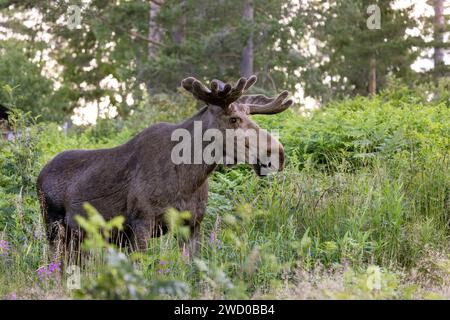 elche, Elche (Alces alces alces), Bullenelche steht auf einer Rodung und isst Weidenkraut, Schweden, Vaesternorrland Stockfoto