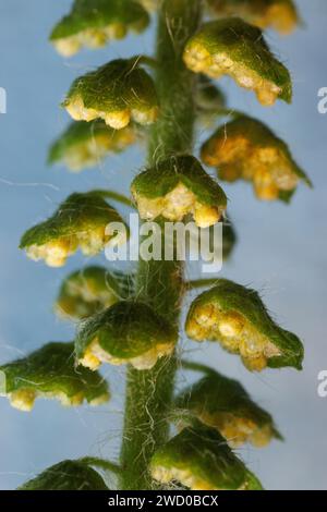 Jährliches Ragweed, gemeiner Ragweed, Bitterkraut, Schweinekraut, römischer Wermut (Ambrosia artemisiifolia), männliche Blüten, Deutschland, Bayern Stockfoto
