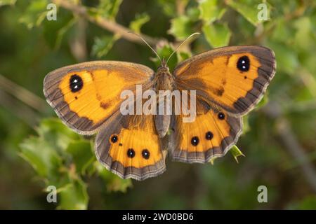 Spanischer Gatekeeper (Pyronia bathseba), auf einem Zweig, dorsale Ansicht, Frankreich, Hyeres Stockfoto