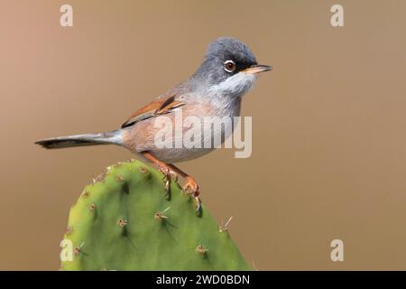 Brillengläser (Sylvia conspicillata orbitalis), auf Opuntia, Kanarischen Inseln, Fuerteventura, Tefia; Puerto del Rosario Stockfoto