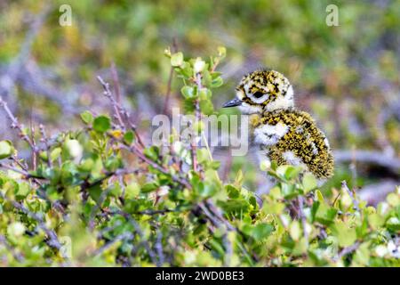 Europäischer Goldpfeifer (pluvialis apricaria), Küken laufen im Fjell, Norwegen, Troms og Finnmark, Vardoe Stockfoto