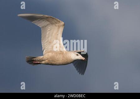 Glaukmöwe (Larus hyperboreus), unreifer Vogel im Flug, Azoren, Terceira Stockfoto