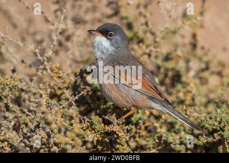 Brillenbär (Sylvia conspicillata orbitalis), männlich in einem Sträucher, Kanarische Inseln, Fuerteventura, Tindaya, Puerto del Rosario Stockfoto