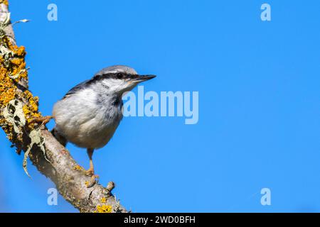 Eurasische Nuthatch (Sitta europaea europaea, Sitta europaea), sitzt auf einer toten Birke, Schweden, Oeland Stockfoto